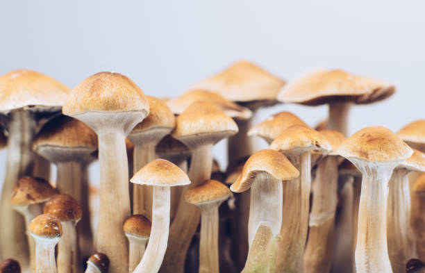 Detroit Forest Bathing: How Mushrooms Can Help You Connect With Nature post thumbnail image