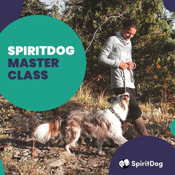 How to Choose the Right Spiritdog Training Program post thumbnail image