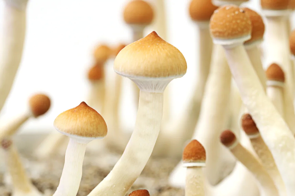 Exploring Magic Mushroom Cultures in Canada post thumbnail image