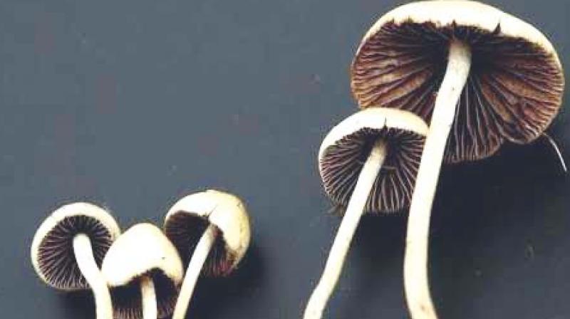 Do you know the Risks of Magic Fresh mushrooms? post thumbnail image