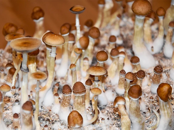 Get, Set up, and use Psychedelic Refreshing fresh mushrooms in Washington, D.C post thumbnail image