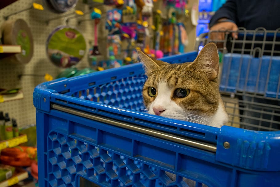 Make Shopping for pet Supplies in Canada Stress-free & Fun! post thumbnail image
