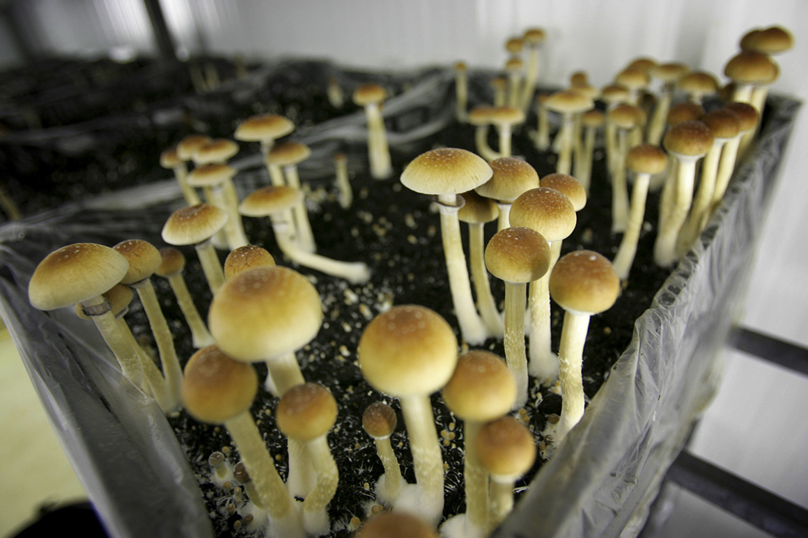 Find, Identify, and employ Psychedelic Mushrooms in Washington, D.C post thumbnail image
