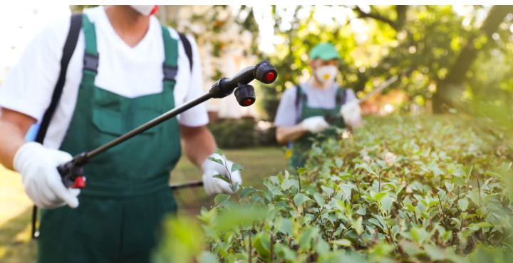 Pest control Las Vegas for Schools in Las Vegas: Creating a Safe Learning Environment post thumbnail image