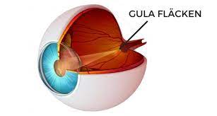 Body structure and Physiology of the Macula post thumbnail image