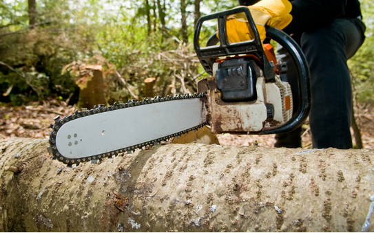 The Role of Tree removal services in Landscaping post thumbnail image