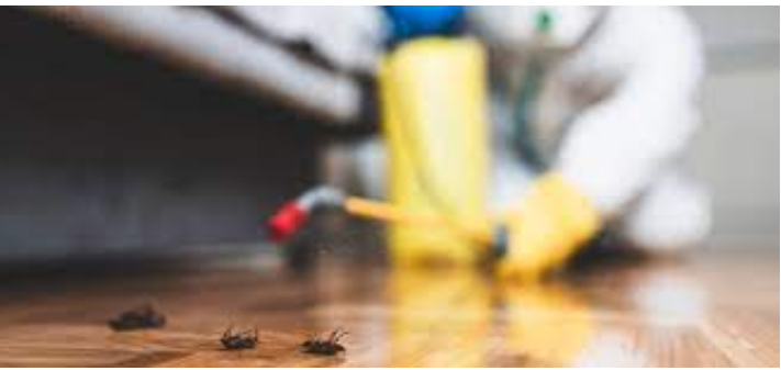 Lessening Techniques for Maintaining Your House Pest-Cost-free post thumbnail image