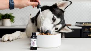CBD for Dogs: Nurturing the Bond Between You and Your Pet post thumbnail image