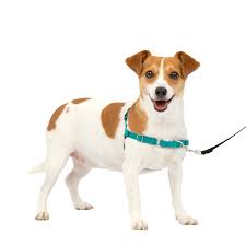 Personalized Dog Harness for Working Dogs: Functionality and Fashion post thumbnail image