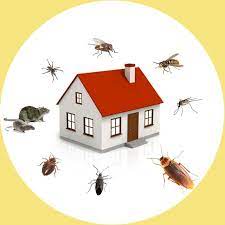 Comprehensive Termite Inspection in Murfreesboro, TN: Safeguard Your Home post thumbnail image