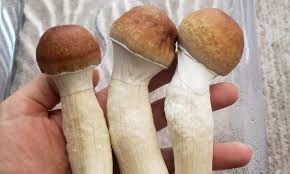 Exploring the Fungi Frontier: Magic Mushrooms in DC post thumbnail image