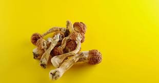 Legal Shrooms in DC: Understanding Your Rights and Options post thumbnail image