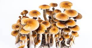 Navigating the Psychedelic Realm: Where to Buy Magic Mushrooms Safely post thumbnail image